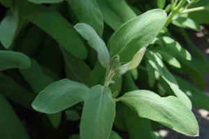 Sage Extract - Oil Soluble